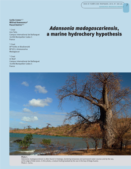 Adansonia Madagascariensis, a Marine Hydrochory Hypothesis