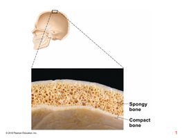 Compact Bone Spongy Bone