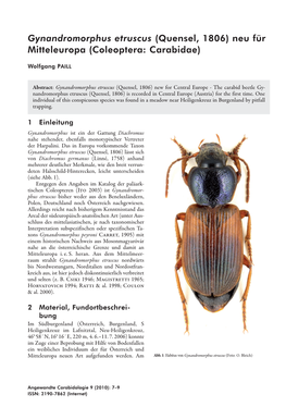 Gynandromorphus Etruscus (Quensel, 1806) Neu Für Mitteleuropa (Coleoptera: Carabidae)