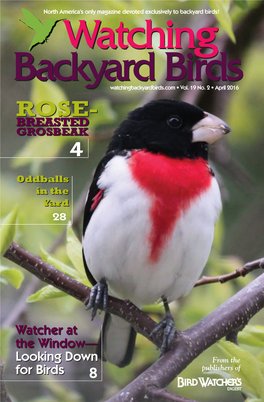 April 2016 ROSE- BREASTED GROSBEAK 4