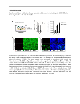 Supplemental Figure 1. Infection Efficacy, Cytoxicity and Decrease in Barrier Integrity of HIBCPP Cells Following Infection with MOI 20 of E-30