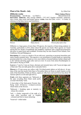 Hibbertia Vestita