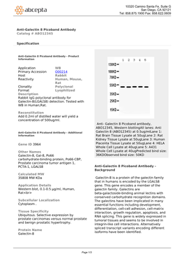 Anti-Galectin 8 Picoband Antibody Catalog # ABO12345