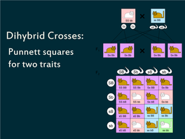 Dihybrid Crosses