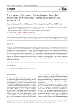 A New Psammophilic Species of the Catfish Genus Ammoglanis (Siluriformes, Trichomycteridae) from the Amazon River Basin, Northern Brazil