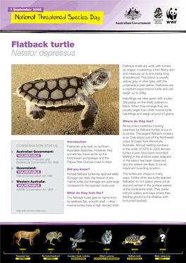 Flatback Turtles Occur in Australia