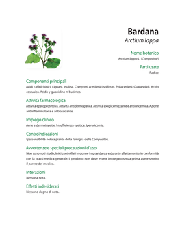 Bardana Arctium Lappa