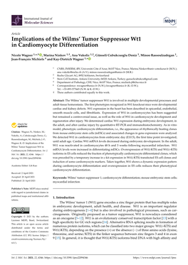 Implications of the Wilms' Tumor Suppressor Wt1 in Cardiomyocyte