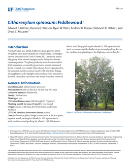 Citharexylum Spinosum: Fiddlewood1 Edward F