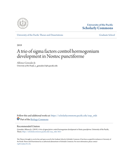 A Trio of Sigma Factors Control Hormogonium Development in Nostoc Punctiforme Alfonso Gonzalez Jr