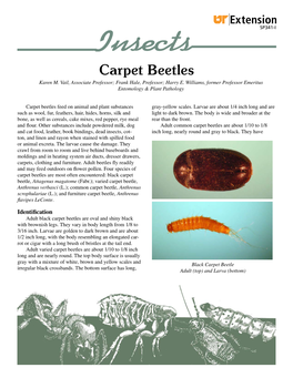 SP341-I Carpet Beetles