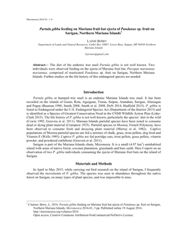 Partula Gibba Feeding on Mariana Fruit Bat Ejecta of Pandanus Sp