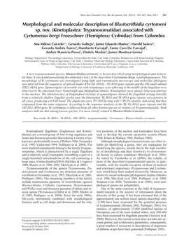 Morphological and Molecular Description of Blastocrithidia Cyrtomeni Sp