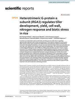 Heterotrimeric G-Protein Α Subunit (RGA1) Regulates Tiller Development