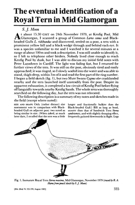 The Eventual Identification of a Royal Tern in Mid Glamorgan S.J