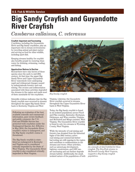 Big Sandy Crayfish and Guyandotte River Crayfish Fact Sheet