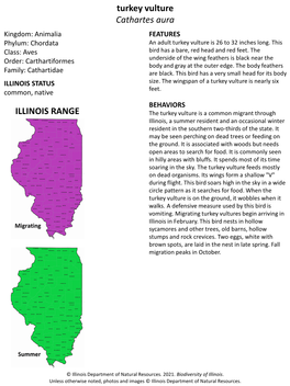 Turkey Vulture Cathartes Aura ILLINOIS RANGE