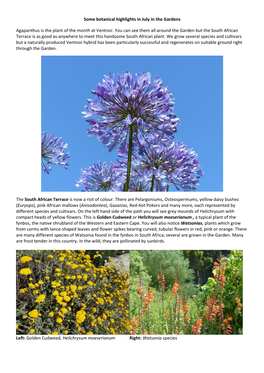 Some Botanical Highlights in July in the Gardens Agapanthus Is The