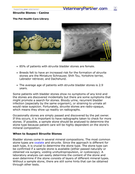 Bladder Stones Are Female