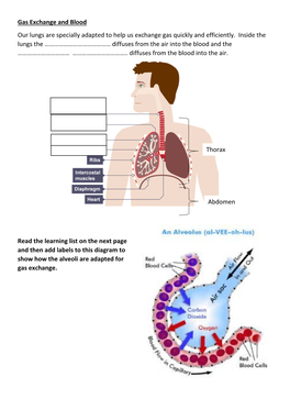 Gas Exchange and Blood.Pdf