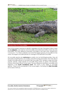 Crocodiles, Monitor Lizards & Chameleons