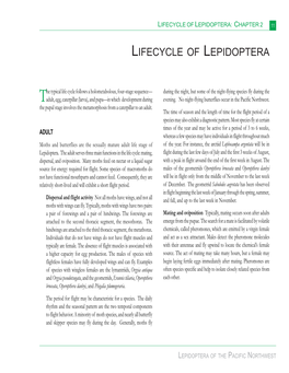 Lifecycle of Lepidoptera