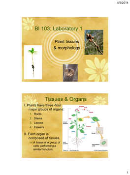 Ground Tissue System –