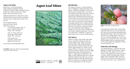 Aspen Leaf Miner