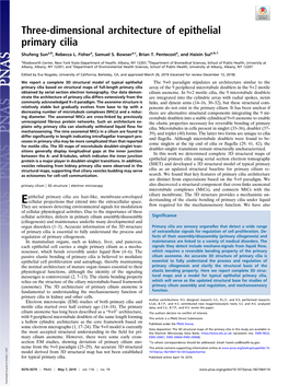 Three-Dimensional Architecture of Epithelial Primary Cilia