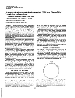 Site-Specific Cleavage of Single-Stranded DNA by A