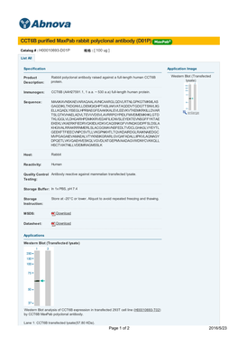 CCT6B Purified Maxpab Rabbit Polyclonal Antibody (D01P)