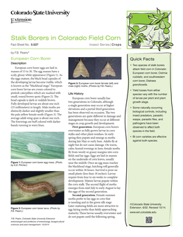 Stalk Borers in Colorado Field Corn Fact Sheet No