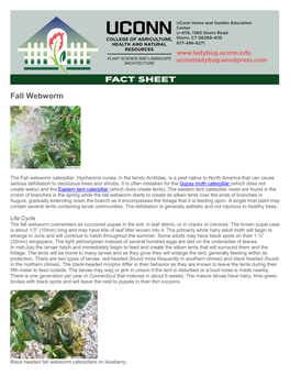 Fall Webworm