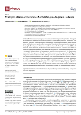 Multiple Mammarenaviruses Circulating in Angolan Rodents