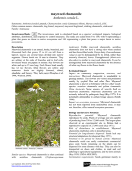 Mayweed Chamomile Anthemis Cotula L