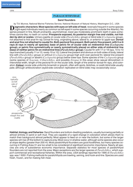 PARALICHTHYIDAE Sand Flounders by T.A