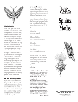 Sphinx Moths Feed Like Hummingbirds