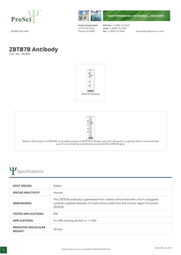 ZBTB7B Antibody Cat