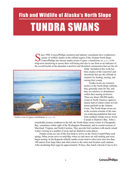 Tundra Swans