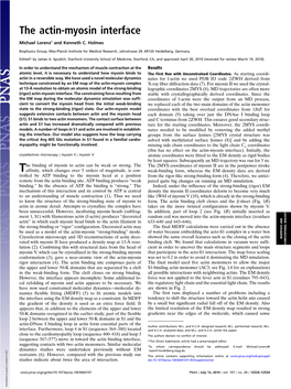 The Actin-Myosin Interface