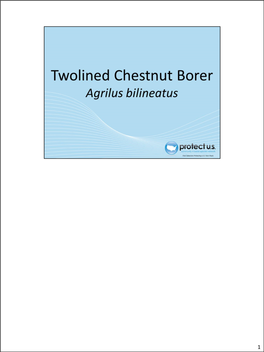 Twolinedchestnutborer.Pdf