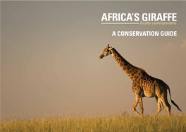 Africa's Giraffe