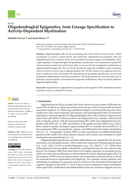 Oligodendroglial Epigenetics, from Lineage Specification to Activity