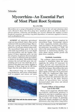 Mycorrhiza-An Essential Part of Most Plant Root Systems