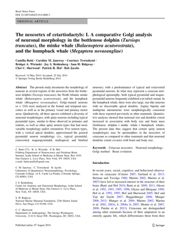 The Neocortex of Cetartiodactyls: I. a Comparative