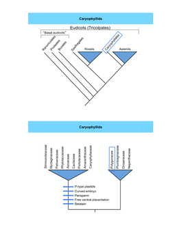 Eudicots (Tricolpates) �Basal Eudicots