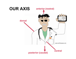 OUR AXIS Anterior (Rostral)