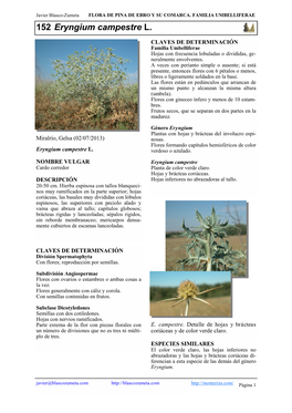 152 Eryngium Campestre L