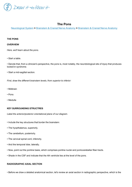 The Pons Neurological System > Brainstem & Cranial Nerve Anatomy > Brainstem & Cranial Nerve Anatomy