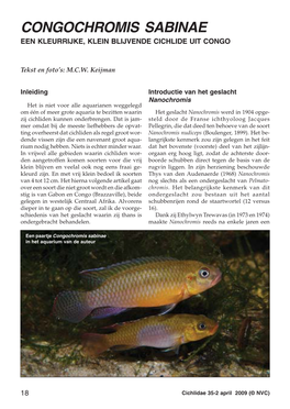 Congochromis Sabinae Een Kleurrijke, Klein Blijvende Cichlide Uit Congo
